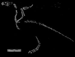 Protoavis paratype skeletal.png