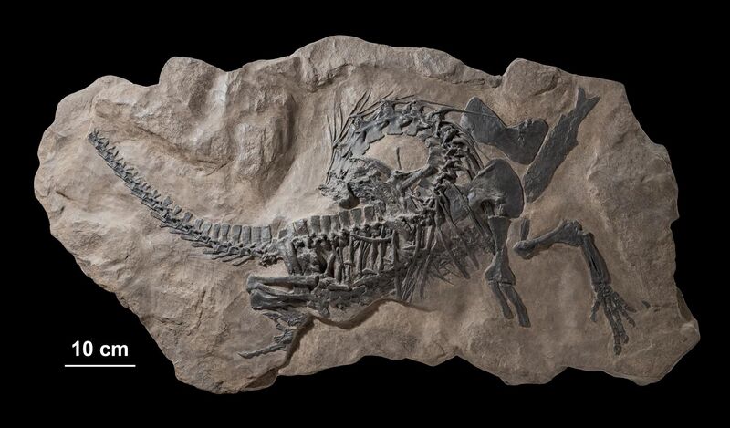 File:Protorosaurus speneri fossil.jpg