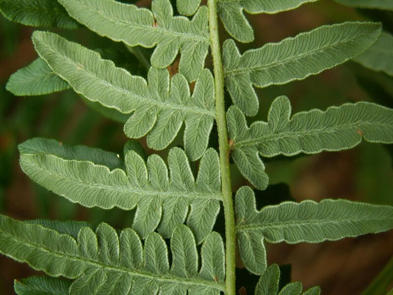 File:Pteridium leaf kz1.jpg
