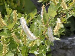 Salicaceae - Salix bicolor.jpg