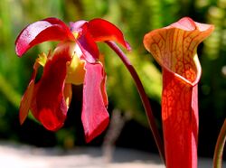 Sarracenia rubra ne.JPG