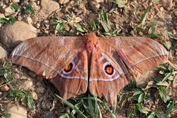 Saturnid moth (Imbrasia epimethea).jpg