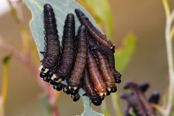 Sawfly larvae - Pergidae sp.jpg