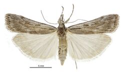 Scoparia ejuncida female.jpg