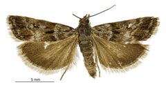 Scoparia s.l. pascoella male.jpg