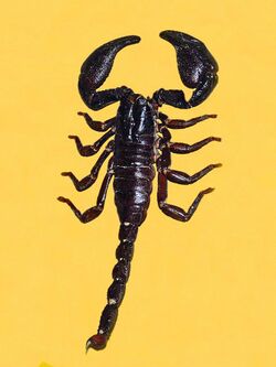 Scorpionidae - Heterometrus cyaneus.JPG