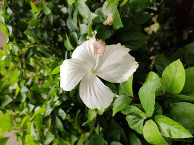Shoeblackplant (White Hibiscus).jpg