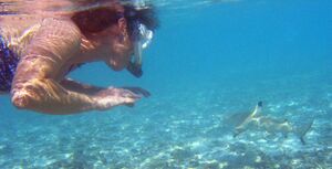 A snorkeler on the left looks at a small nearby shark, which is swimming away