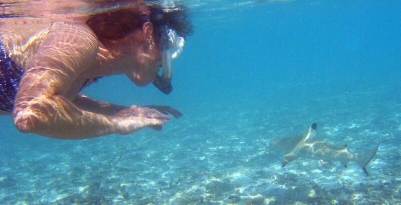 File:Snorkeler with blacktip reef shark.jpg