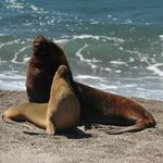 Southern Sea Lions.jpg