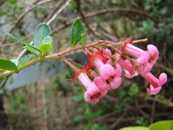 Starr 080716-9454 Escallonia rubra var. macrantha.jpg