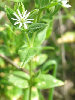 Stellaria littoralis.jpeg