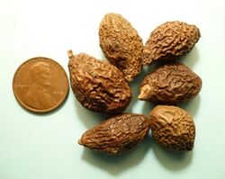 Sterculia lychnophora seeds.jpg