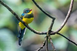 Sumatran Trogon 0A2A4341.jpg