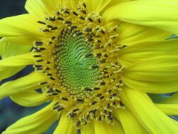 Sunflower3-2012.jpg