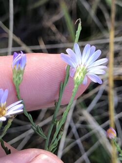 Symphyotrichum dumosum 108257760.jpg