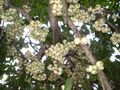 Syzygium moorei fruit1.JPG