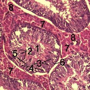 Testicle-histology-boar-2.jpg