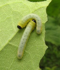 Tethida barda larvae.jpg