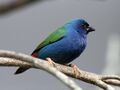 Tricoloured Parrot Finch RWD2.jpg