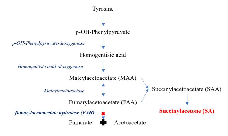 File:Tyrosine metabolic pathway.png