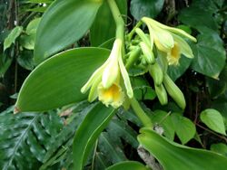 Vanilla planifolia (6998639597).jpg