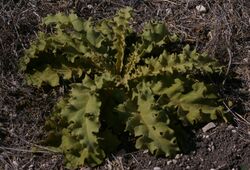 Verbascum sinuatum - leaves.JPG