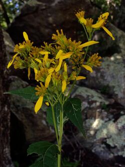 Verbesina occidentalis - Yellow Crownbeard.jpg