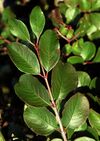 Viburnum rufidulum foliage.jpg