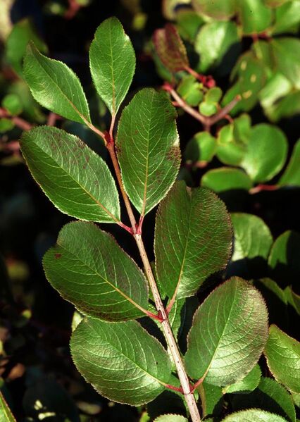 File:Viburnum rufidulum foliage.jpg