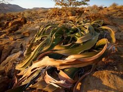 Welwitschia mirabilis0425.jpg