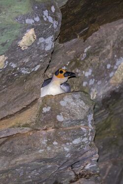 White-necked rockfowl (Picathartes gymnocephalus) Nyamebe Bepo on nest.jpg