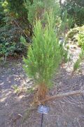 Widdringtonia wallichii (Widdringtonia cedarbergensis) - Mendocino Coast Botanical Gardens - DSC02048.JPG