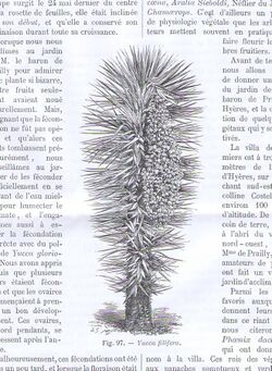 Yucca filifera by B.Chabaud.jpg