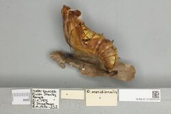 013605534 Ornithoptera meridionalis lateral pupa.jpg