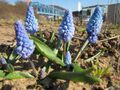 20130401Pseudomuscari azureum3.jpg