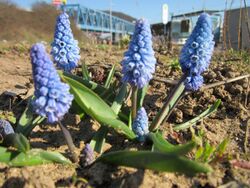 20130401Pseudomuscari azureum3.jpg