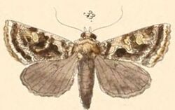 33-Ctenoplusia dorfmeisteri.JPG