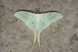 Actias ningpoana ningtaiwana (36463843281).jpg