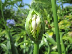 Agapanthus begin bloom.JPG