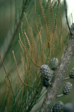 Allocasuarina glareicola.jpg