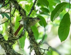 Anabacerthia ruficaudata - Rufous-tailed Foliage-gleaner.jpg