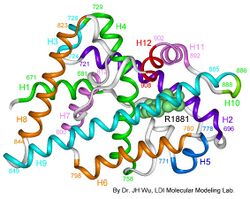 Androgen receptor 3-d model.jpg