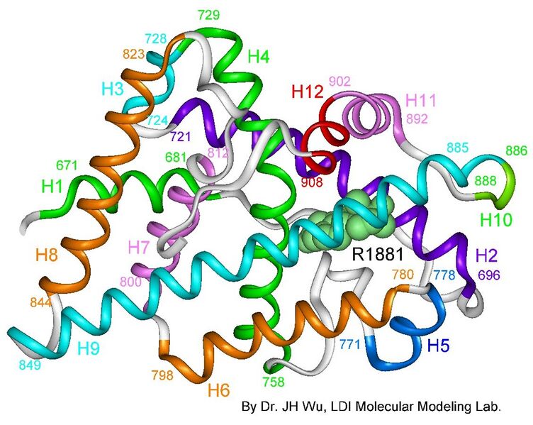 File:Androgen receptor 3-d model.jpg
