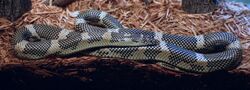 Apalachicola Kingsnake.jpg