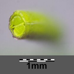 Arabidopsis thaliana sl18.jpg