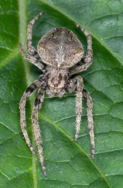 Araneus ventricosus L. Koch 090701.jpg