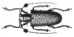 Aristobia horridula.png