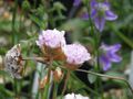 Armeria welwitschii (21575928335).jpg