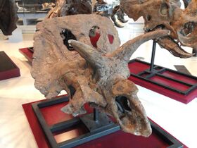 Arrhinoceratops brachyops skull, Near Drumheller, Alberta, Late Cretaceous - Royal Ontario Museum - DSC00076.JPG